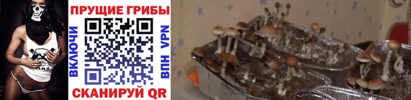 Псилоцибиновые грибы Cubensis  Козловка 
